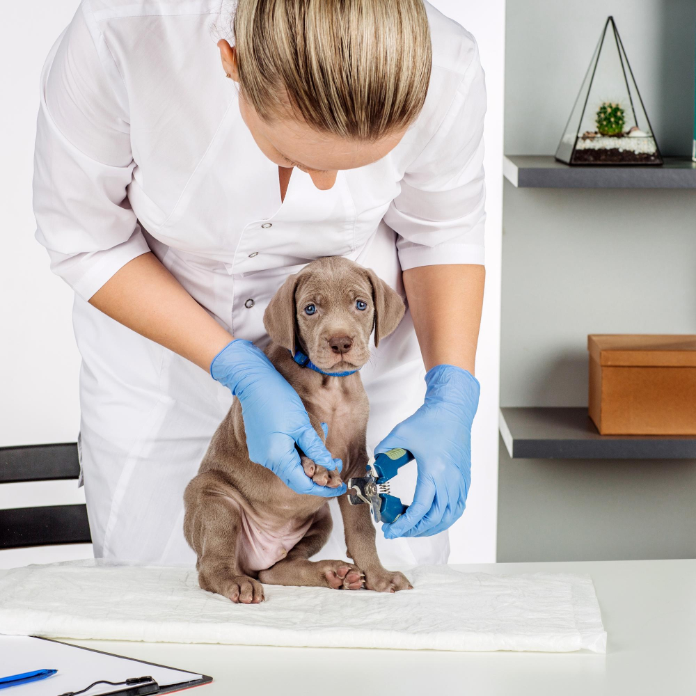 A smiling veterinarian gently examining a puppy on the consulting table
